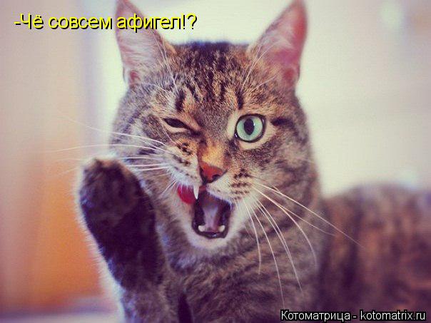 -Чё совсем афигел!?... Котоматрица: -Чё совсем афигел!?