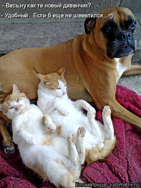 Котоматрица: - Вась,ну как те новый диванчик? - Удобный...Если б еще не шевелился...=)