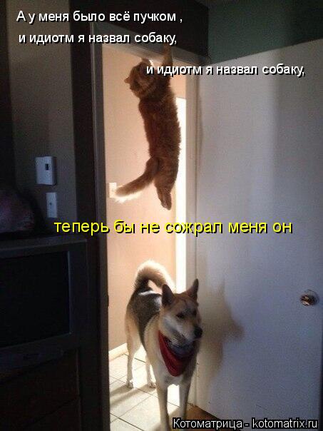 А у меня было всё пучком , и идиотм я назвал собаку, и идиотм я назвал собаку, теперь бы не сожрал... Котоматрица: А у меня было всё пучком , и идиотм я назвал собаку, и идиотм я назвал собаку, теперь бы не сожрал меня он