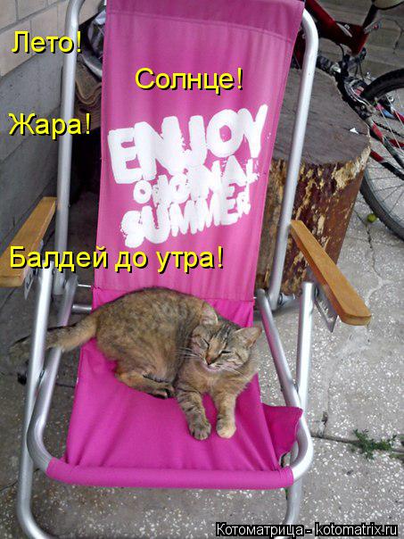 Лето! Солнце! Жара! Балдей до утра!... Котоматрица: Лето! Солнце! Жара! Балдей до утра!