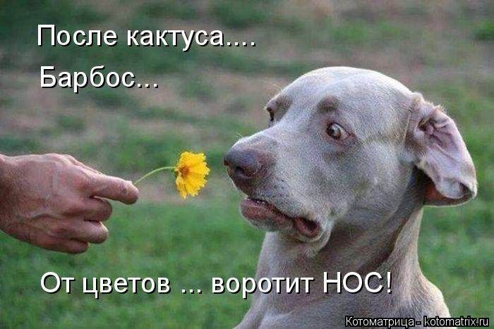 Котоматрица: После кактуса.... Барбос... От цветов ... воротит НОС!