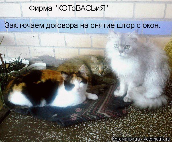 Заключаем договора на снятие штор с окон. Фирма "КОТоВАСЬиЯ"... Котоматрица: Заключаем договора на снятие штор с окон. Фирма "КОТоВАСЬиЯ"
