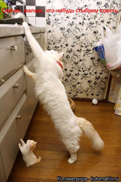 Котоматрица: Сейчас, малыш, что-нибудь стыбрим поесть.