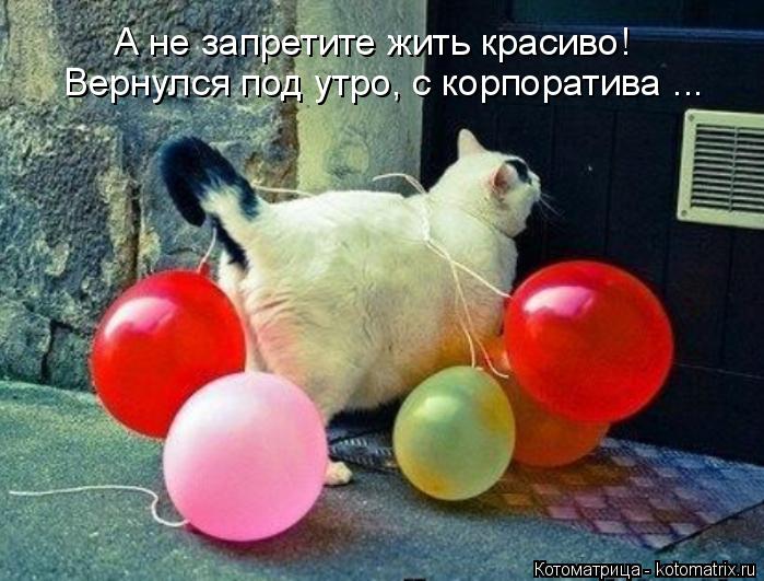Котоматрица: А не запретите жить красиво! Вернулся под утро, с корпоратива ...