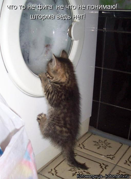 Котоматрица: что то не фига  не что не понимаю! шторма ведь нет!
