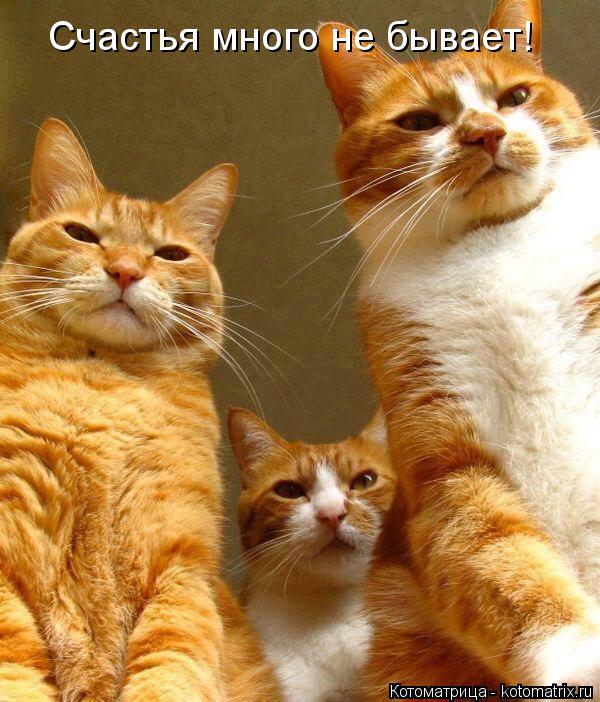 Котоматрица: Счастья много не бывает!