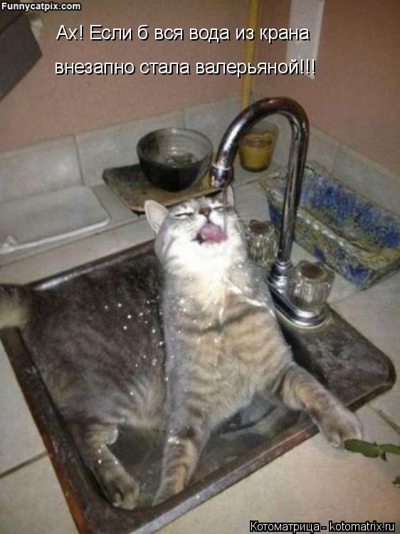 Ах! Если б вся вода из крана внезапно стала валерьяной!!!... Котоматрица: Ах! Если б вся вода из крана внезапно стала валерьяной!!!