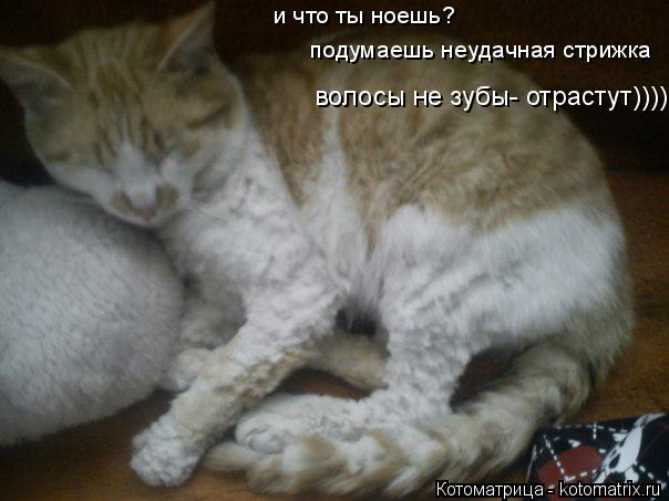 Котоматрица: и что ты ноешь?  подумаешь неудачная стрижка волосы не зубы- отрастут))))