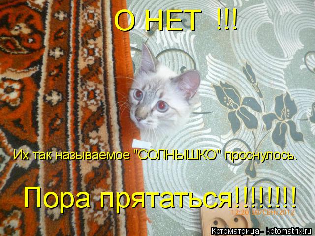 Котоматрица: О нет. Их так называемое "СОЛНЫШКО" проснулось.  О НЕТ !!! Их так называемое "СОЛНЫШКО" проснулось.  Пора прятаться!!!!!!!!