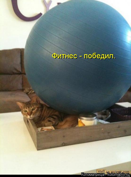 Фитнес - победил.... Котоматрица: Фитнес - победил.