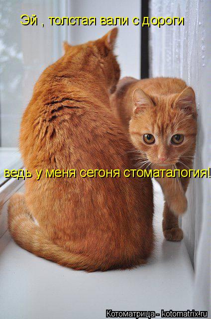 Эй , толстая вали с дороги ведь у меня сегоня стоматалогия!... Котоматрица: Эй , толстая вали с дороги ведь у меня сегоня стоматалогия!