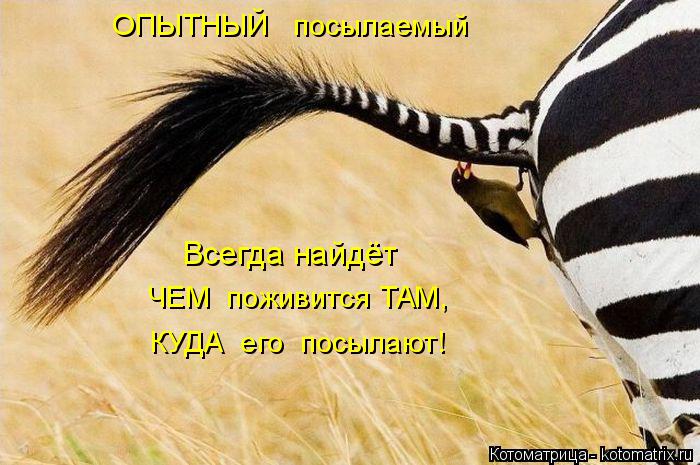 Котоматрица: ОПЫТНЫЙ   посылаемый КУДА  его  посылают! ЧЕМ  поживится ТАМ, Всегда найдёт