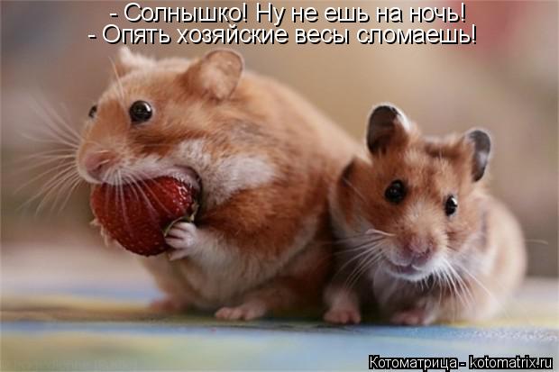 - Солнышко! Ну не ешь на ночь! - Опять хозяйские весы сломаешь!... Котоматрица: - Солнышко! Ну не ешь на ночь! - Опять хозяйские весы сломаешь!