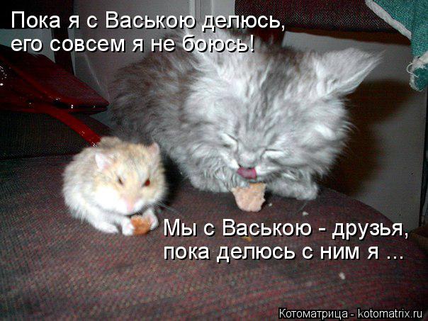 Котоматрица: Пока я с Ваською делюсь,  его совсем я не боюсь! Мы с Ваською - друзья,  пока делюсь с ним я ...