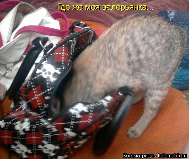 Котоматрица: Где же моя валерьянка... Где же моя валерьянка...