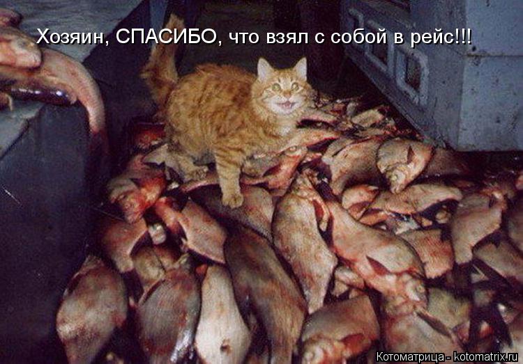 Хозяин, СПАСИБО, что взял с собой в рейс!!!... Котоматрица: Хозяин, СПАСИБО, что взял с собой в рейс!!!