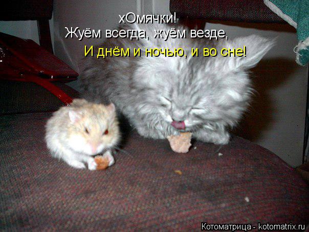 Котоматрица: хОмячки! Жуём всегда, жуём везде, И днём и ночью, и во сне!