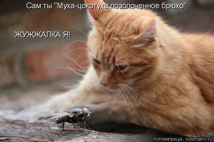 Сам ты "Муха-цокотуха,позолоченное брюхо" ЖУЖЖАЛКА Я!... Котоматрица: Сам ты "Муха-цокотуха,позолоченное брюхо" ЖУЖЖАЛКА Я!
