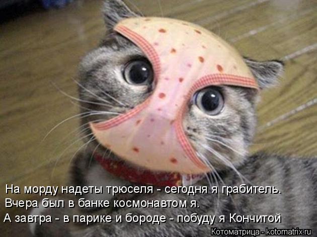 На морду надеты трюселя - сегодня я грабитель. Вчера был в банке космонавтом я. А завтра - в парике и... Котоматрица: На морду надеты трюселя - сегодня я грабитель. Вчера был в банке космонавтом я. А завтра - в парике и бороде - побуду я Кончитой