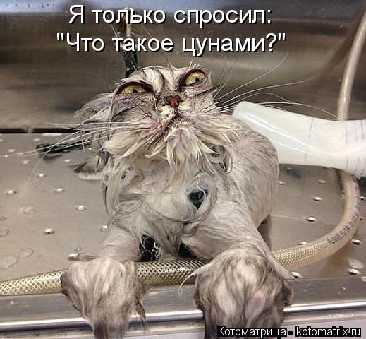 Котоматрица: Я только спросил: "Что такое цунами?"