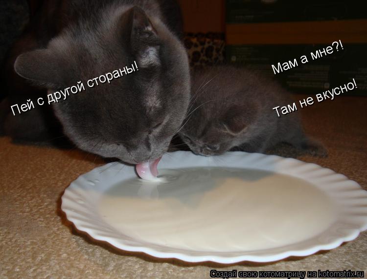 Котоматрица: Мам а мне?!  Пей с другой стораны! Там не вкусно!