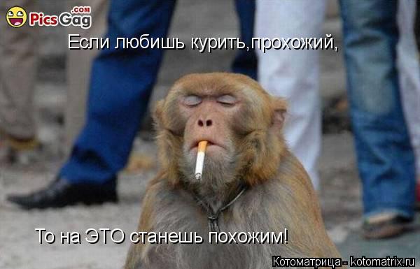 Если любишь курить,прохожий, То на ЭТО станешь похожим!... Котоматрица: Если любишь курить,прохожий, То на ЭТО станешь похожим!
