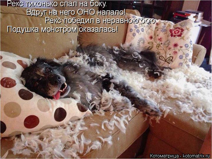 Рекс тихонько спал на боку. Вдруг на него ОНО напало! Рекс победил в неравною бою. Подушка монстром о... Котоматрица: Рекс тихонько спал на боку. Вдруг на него ОНО напало! Рекс победил в неравною бою. Подушка монстром оказалась!