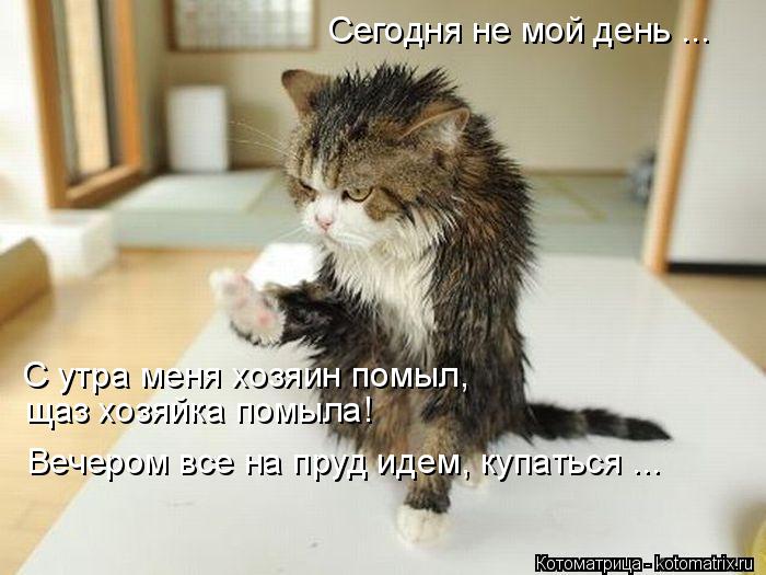 Сегодня не мой день ... С утра меня хозяин помыл, щаз хозяйка помыла! Вечером все на пруд идем, купа... Котоматрица: Сегодня не мой день ... С утра меня хозяин помыл, щаз хозяйка помыла! Вечером все на пруд идем, купаться ...