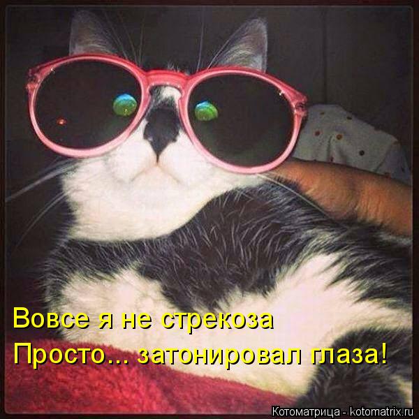 Вовсе я не стрекоза Просто... затонировал глаза!... Котоматрица: Вовсе я не стрекоза Просто... затонировал глаза!