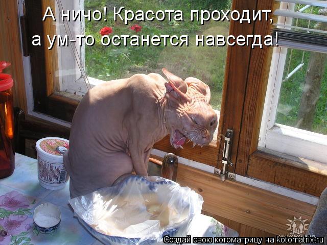 Котоматрица: А ничо! Красота проходит,  а ум-то останется навсегда!