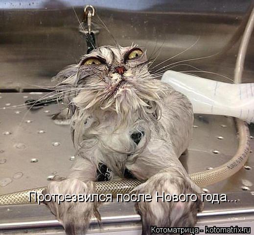 Котоматрица: Протрезвился после Нового года...