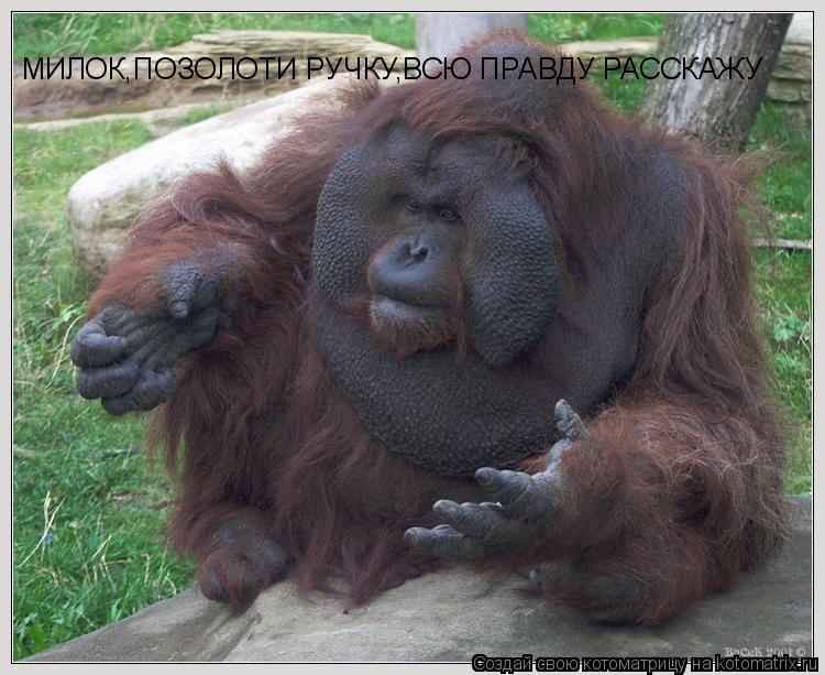 МИЛОК,ПОЗОЛОТИ РУЧКУ,ВСЮ ПРАВДУ РАССКАЖУ... Котоматрица: МИЛОК,ПОЗОЛОТИ РУЧКУ,ВСЮ ПРАВДУ РАССКАЖУ