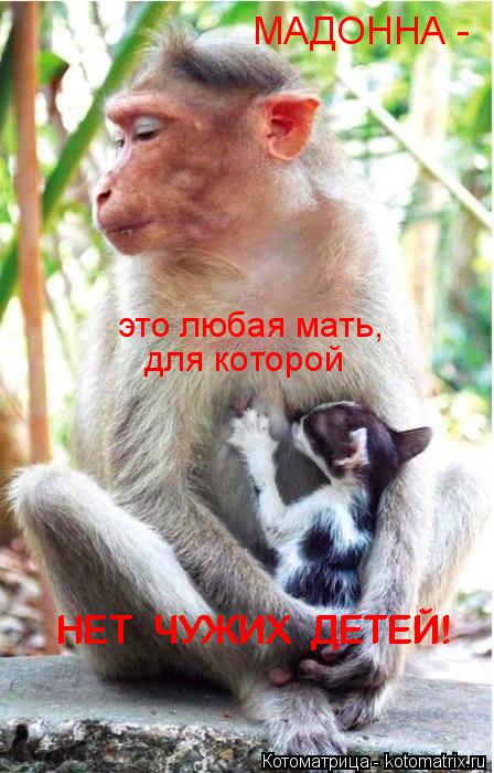 Котоматрица: это любая мать,   для которой  НЕТ  ЧУЖИХ  ДЕТЕЙ! НЕТ  ЧУЖИХ  ДЕТЕЙ! МАДОННА -