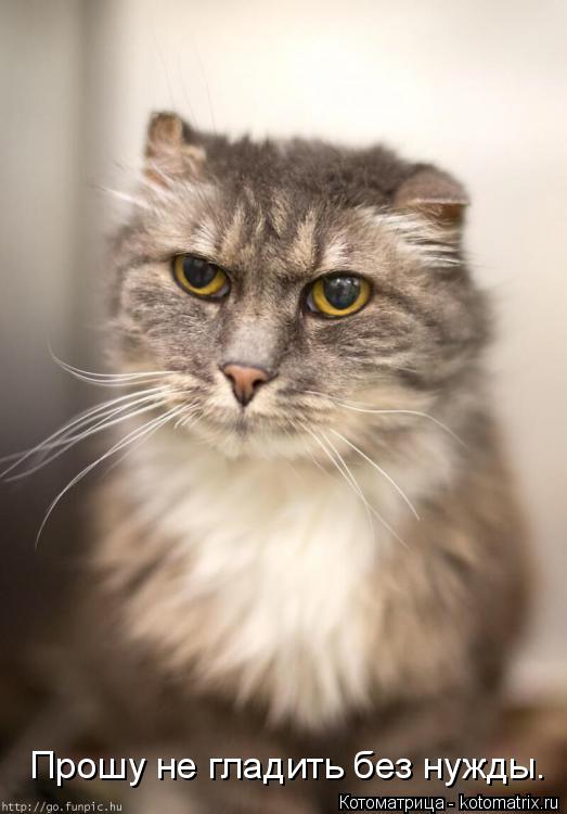 Прошу не гладить без нужды.... Котоматрица: Прошу не гладить без нужды.