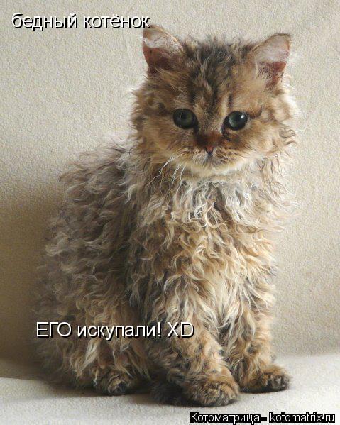 Котоматрица: бедный котёнок ЕГО искупали! XD