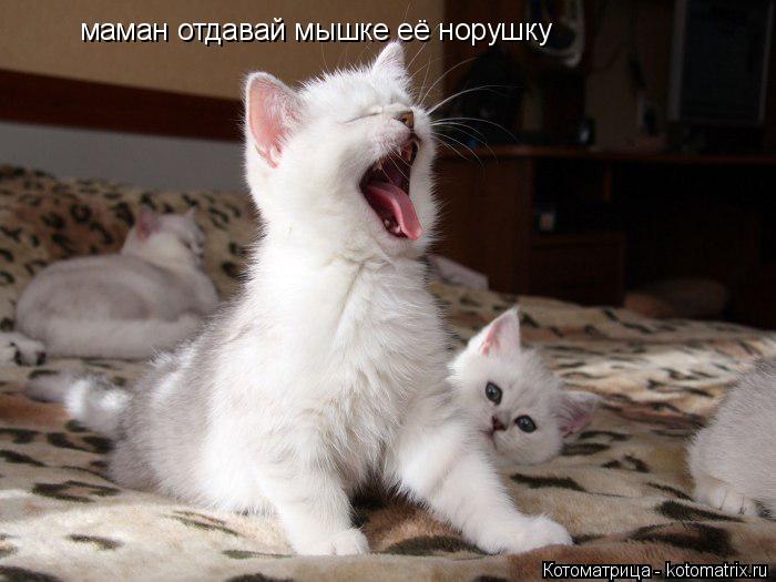 Котоматрица: маман отдавай мышке её норушку