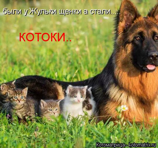 Котоматрица: были у Жульки щенки а стали..... КОТОКИ..