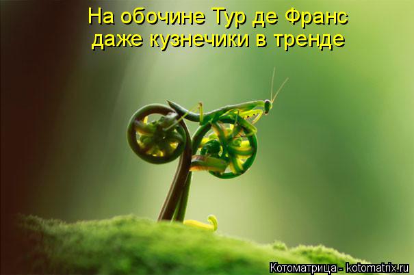 Котоматрица: На обочине Тур де Франс  даже кузнечики в тренде