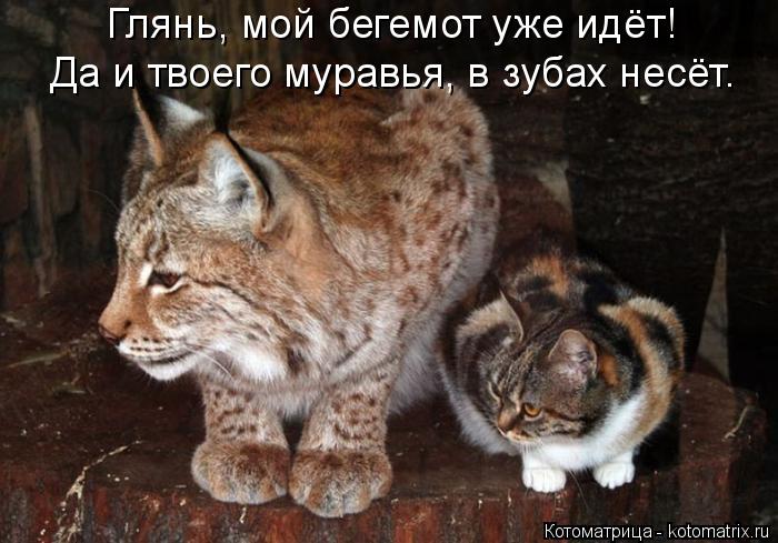 Глянь, мой бегемот уже идёт! Да и твоего муравья, в зубах несёт.... Котоматрица: Глянь, мой бегемот уже идёт! Да и твоего муравья, в зубах несёт.