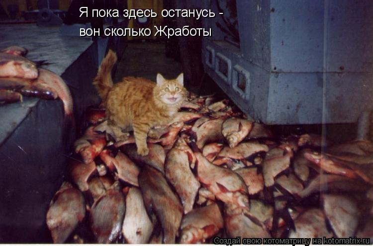 Котоматрица: Я пока здесь останусь - вон сколько Жработы