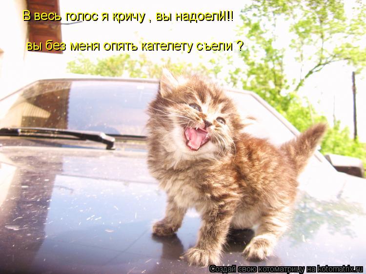 В весь голос я кричу , вы надоел!!! В весь голос я кричу , вы надоели!! вы без меня опять кателету съ... Котоматрица: В весь голос я кричу , вы надоел!!! В весь голос я кричу , вы надоели!! вы без меня опять кателету съели ?