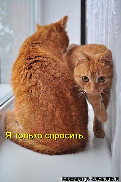 Я только спросить.... Котоматрица: Я только спросить.