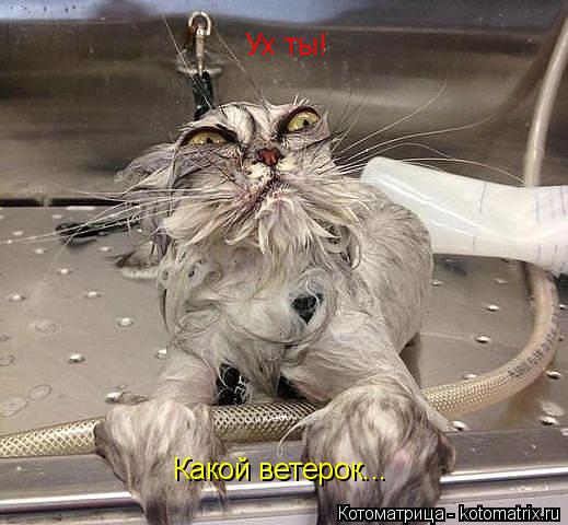 Ух ты! Какой ветерок...... Котоматрица: Ух ты! Какой ветерок...
