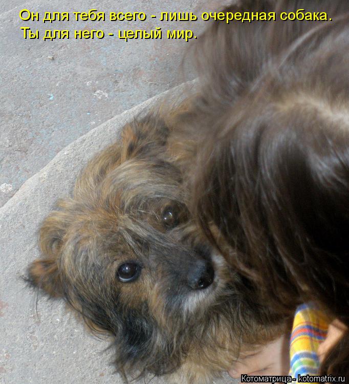 Котоматрица: Он для тебя всего - лишь очередная собака. Ты для него - целый мир.