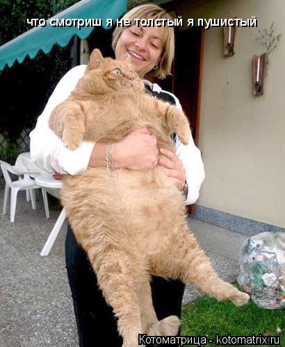 Котоматрица: что смотриш я не толстый я пушистый