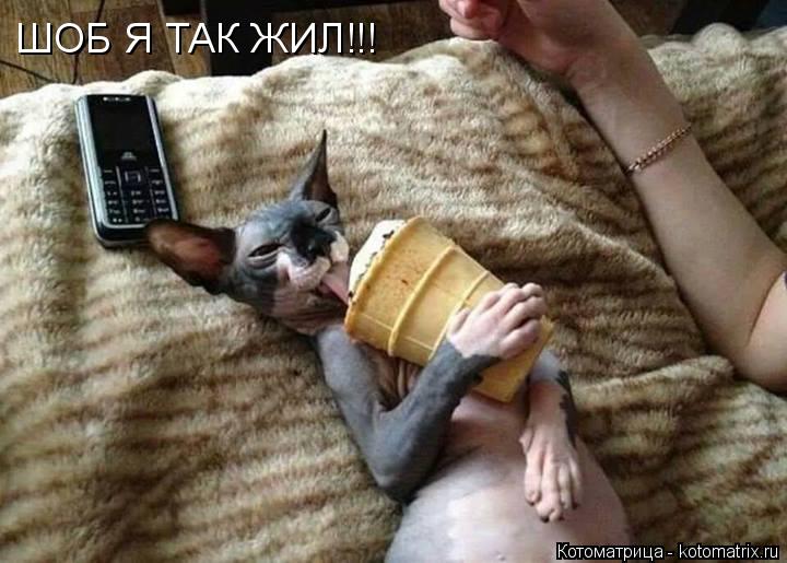 Котоматрица: ШОБ Я ТАК ЖИЛ!!!