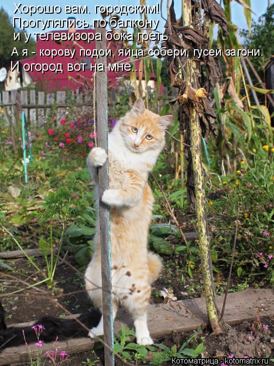 Котоматрица: Хорошо вам. городским! Прогулялись по балкону  и у телевизора бока греть А я - корову подои, яйца собери, гусей загони. И огород вот на мне...