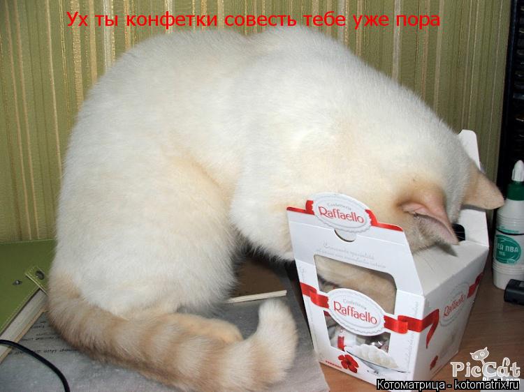 Котоматрица: Ух ты конфетки совесть тебе уже пора