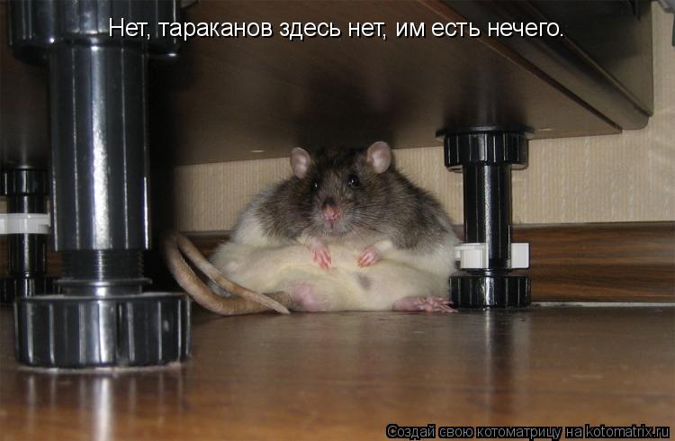 Котоматрица: Нет, тараканов здесь нет, им есть нечего.