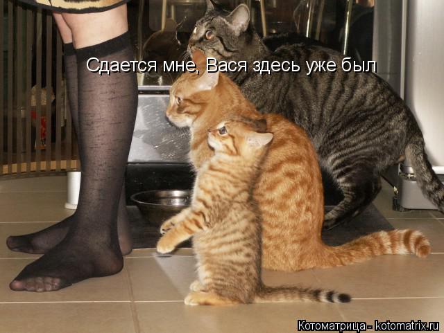 Котоматрица: Сдается мне, Вася здесь уже был